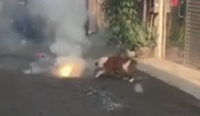 Dogs step on firecrackers already lit. Dogs: Who's after me