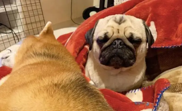 Chai Dog took the sleeping area of Paco, and it had a small expression of sadness