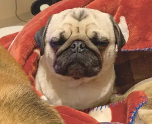 Chai Dog took the sleeping area of Paco, and it had a small expression of sadness