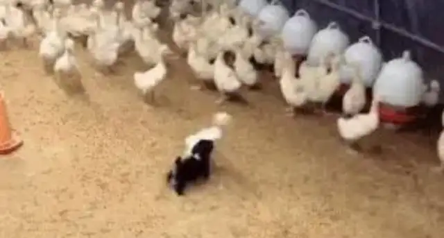 The dog fights with the ducks a dozen times a day and walks with the wind