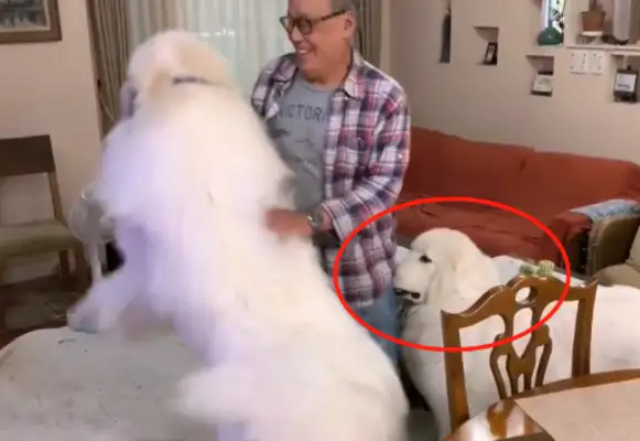 After a few months, two doggies have changed so much, they're often poignant to old people: a heavy burden