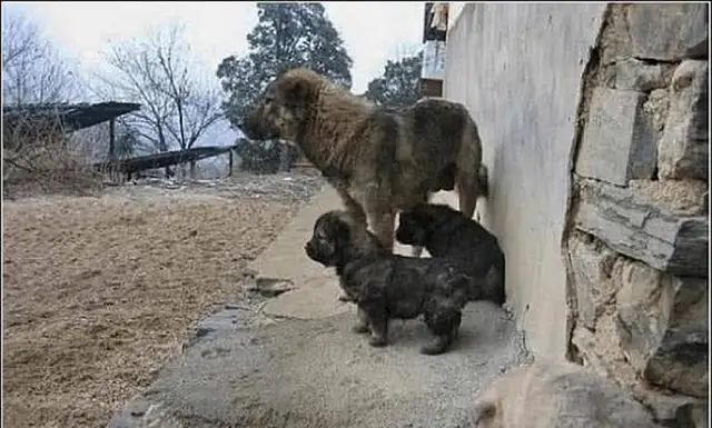 A man abandons a dog and waits for his house
