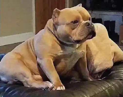 The bulldogs have eaten, the bowls have suddenly been taken by the small master, and the reactions of the dogs below are bright