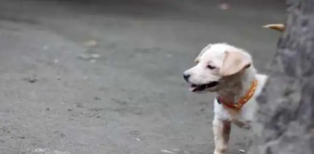 The master played with the golden hair, saw a stray dog with tears and knew why the master was shocked