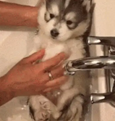 It's the first time a dog's ever bathed a dog, and it doesn't have to look like it