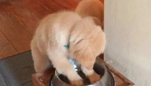 Little golden hounds rubbing water bowls all over the place