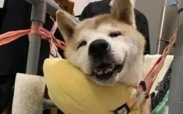 A 14-year-old canine lost his mind and his family's sweetness put him to sleep