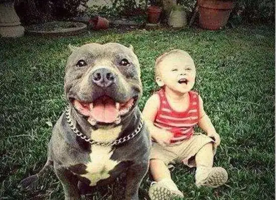 The bulldogs have eaten, the bowls have suddenly been taken by the small master, and the reactions of the dogs below are bright