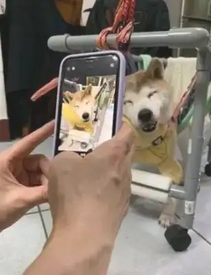 A 14-year-old canine lost his mind and his family's sweetness put him to sleep