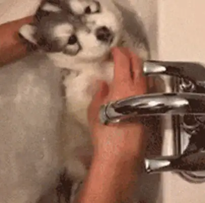 It's the first time a dog's ever bathed a dog, and it doesn't have to look like it