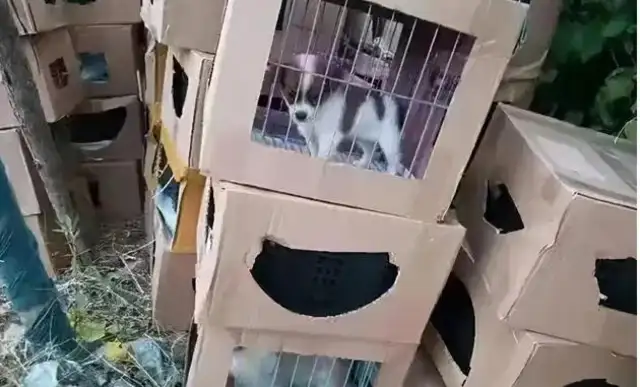 Hundreds of live pet blind boxes were abandoned in front of the neighborhood