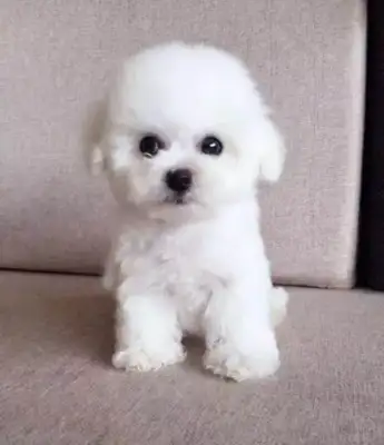 It's more cute than a bear dog -- I'm naughty, I'm cute! Please let me get through this, okay