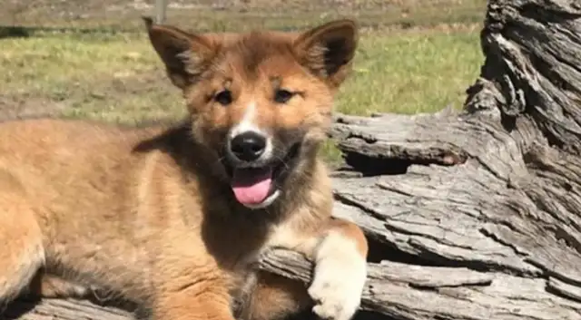 THE DOG VOLUNTEERED FOR ADOPTION. SOMETHING'S WRONG WITH HIM