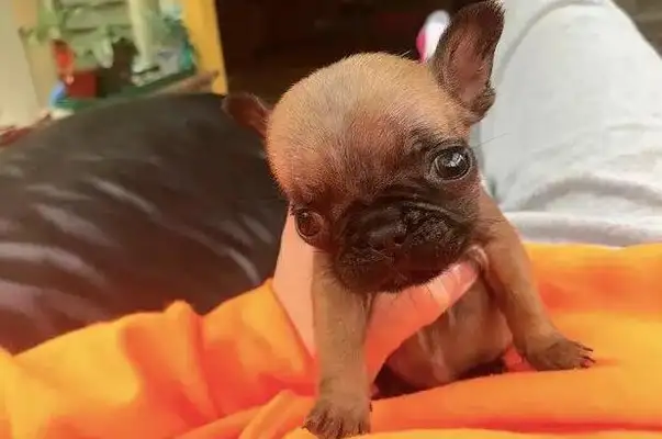 He's got a brain failure, a good vet and a dog godmother, and he's finally reborn