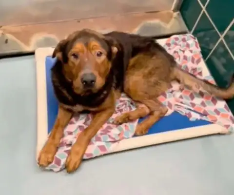 To learn that desperate dogs give up on themselves to die of euthanasia, fortunately #8230;