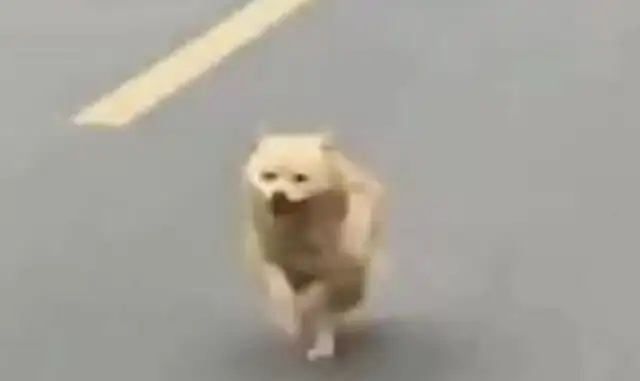 The little master left home and Grandpa's dog won't come back for 8 kilometers