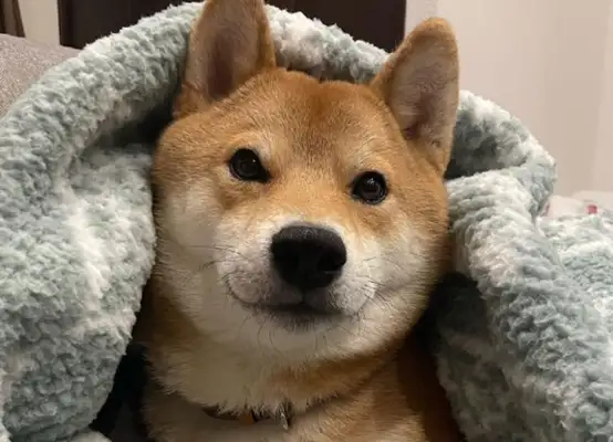 It's getting cold. The dog warms the master