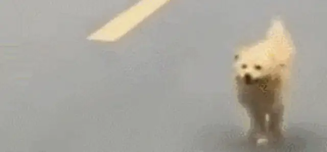 The little master left home and Grandpa's dog won't come back for 8 kilometers