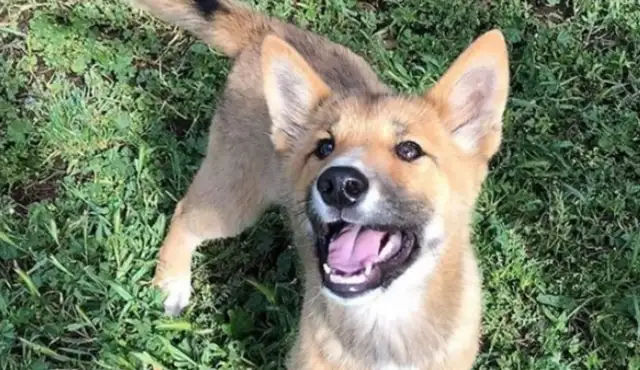 THE DOG VOLUNTEERED FOR ADOPTION. SOMETHING'S WRONG WITH HIM