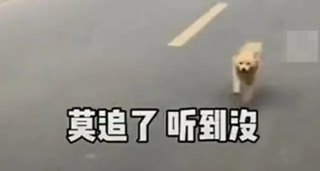 The little master left home and Grandpa's dog won't come back for 8 kilometers