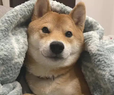 It's getting cold. The dog warms the master