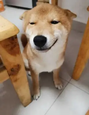The master teaches the wrong wooddog, but how can he want to hit it when he's seen a small look