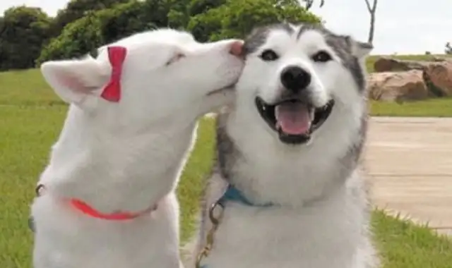 After the dog foster pet store died, the pet owner was paid $3,000