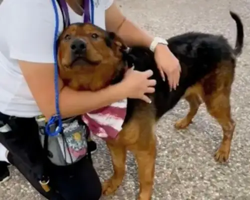 To learn that desperate dogs give up on themselves to die of euthanasia, fortunately #8230;