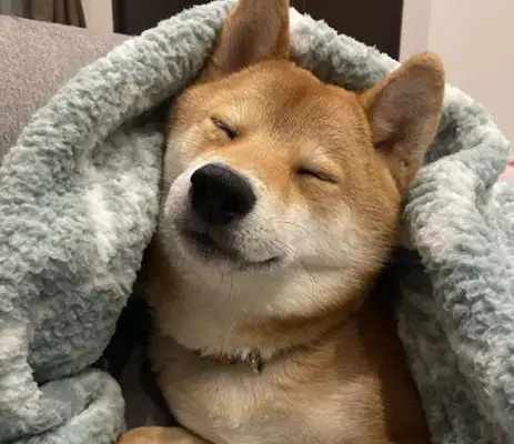 It's getting cold. The dog warms the master