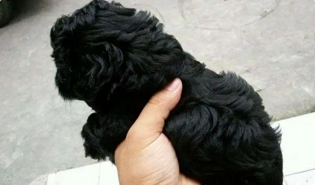 Teddy gave birth to a bunch of dogs, and the master cried: "What a living dog