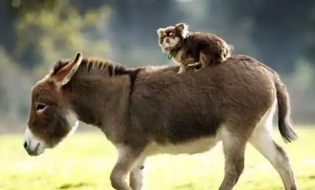 He had a pet donkey, but the dog managed to get away