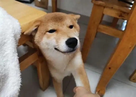 The master teaches the wrong wooddog, but how can he want to hit it when he's seen a small look