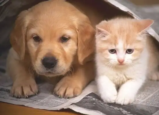 Can dogs and cats have fun