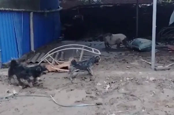 After the flood, the door was washed up by dogs and pigs, and the house was about to become a zoo