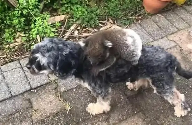 A girl walks around with a dog, but there's more on the back