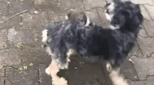 A girl walks around with a dog, but there's more on the back