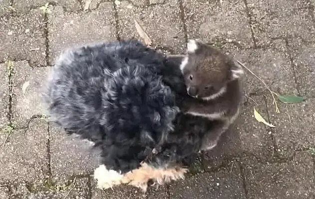A girl walks around with a dog, but there's more on the back