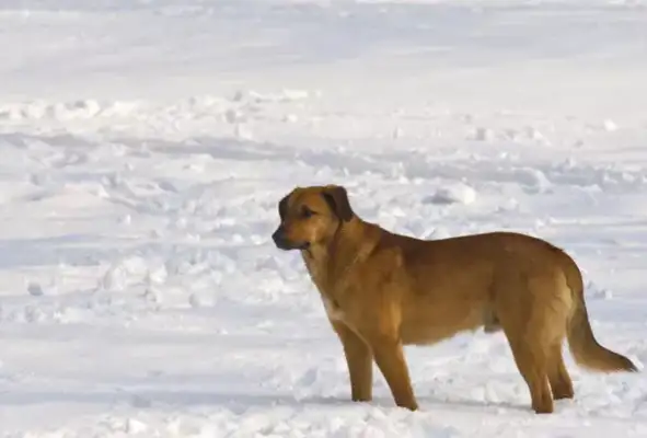 The old lady walked up to the dog and the dog was scared and fell into a ninth degree