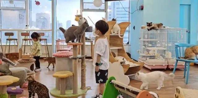 How's Nanking's cat and dog