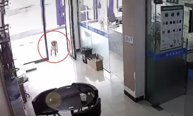 After the dog and the master went missing, they came to the pet hospital for help