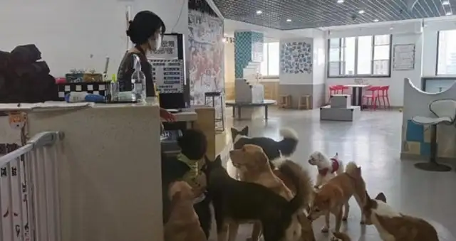 How's Nanking's cat and dog