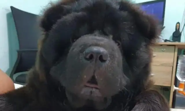 The dog hit the master's eye. It was a sleeper. It was so sticky