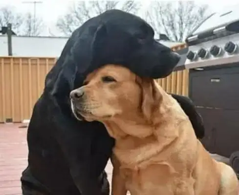 The two dogs have been with each other for years and have lost their love for each other