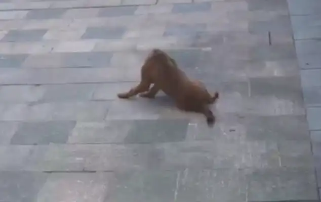 A stray dog is left on the side of the road with his legs cut off, a nice girl takes care of her after adoption, and a new dog