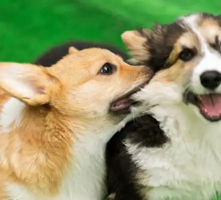 A close kiss between the dogs, and it's still so fresh