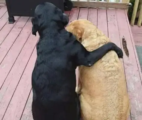 The two dogs have been with each other for years and have lost their love for each other