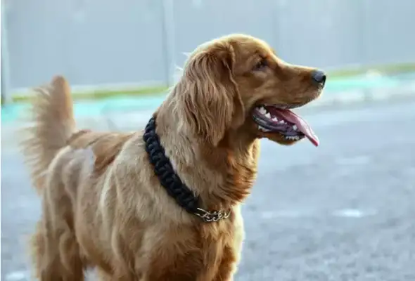 The old lady walked up to the dog and the dog was scared and fell into a ninth degree