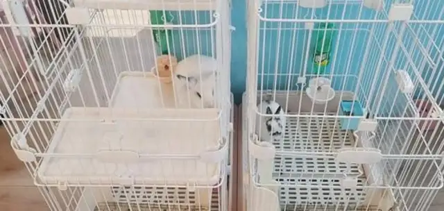 How's Nanking's cat and dog