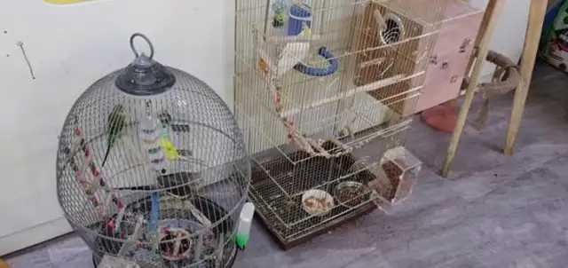 How's Nanking's cat and dog