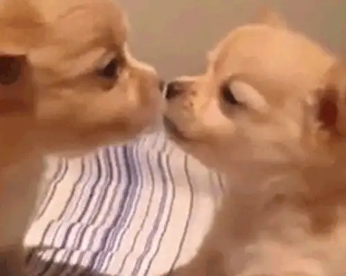 A close kiss between the dogs, and it's still so fresh